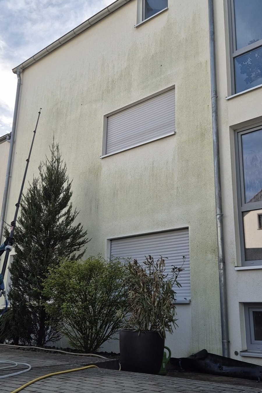 Stark vergrünte Giebelwand vor der Reinigung